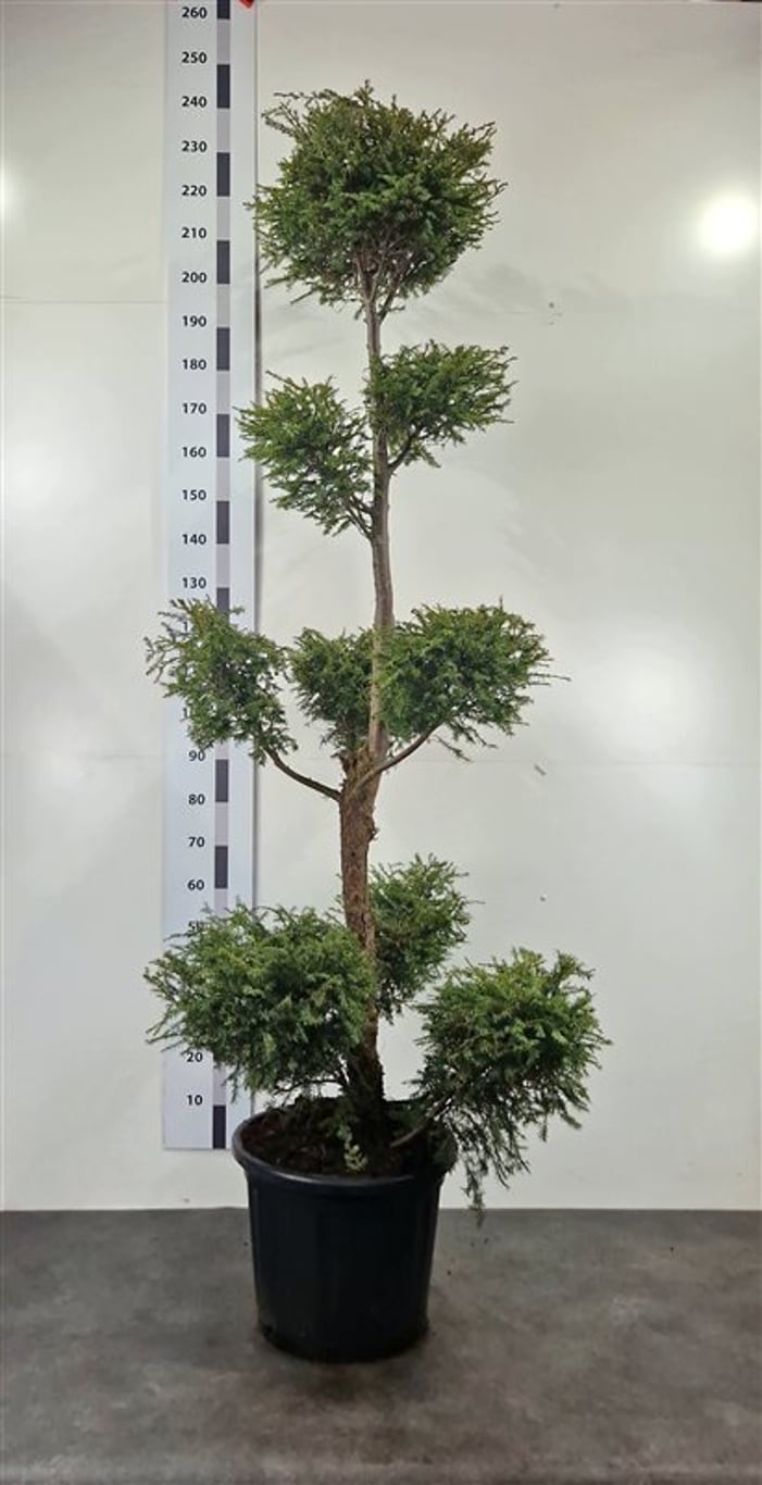 Tsuga canadensis - 160-180 CM Ponpon Cont.